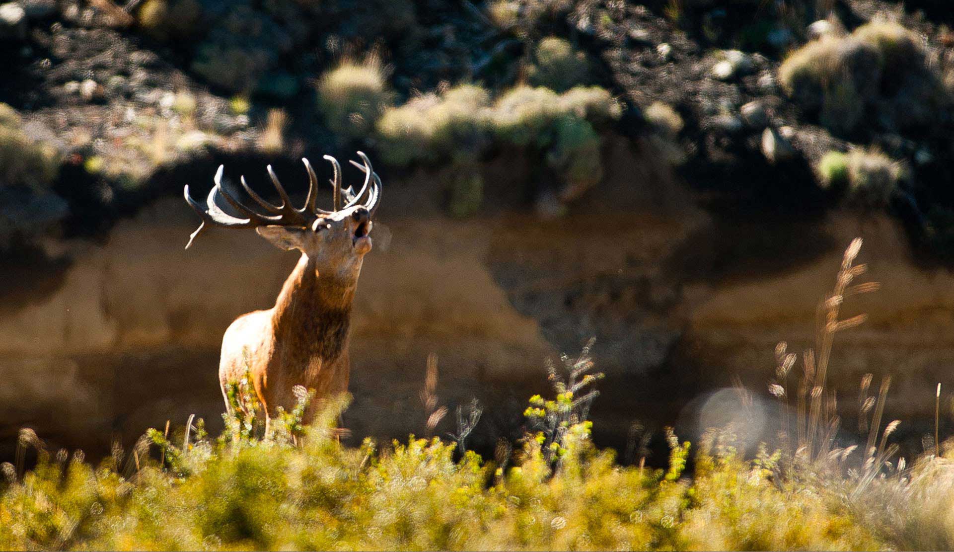 TEO | Parque Diana - Patagonia Argentina