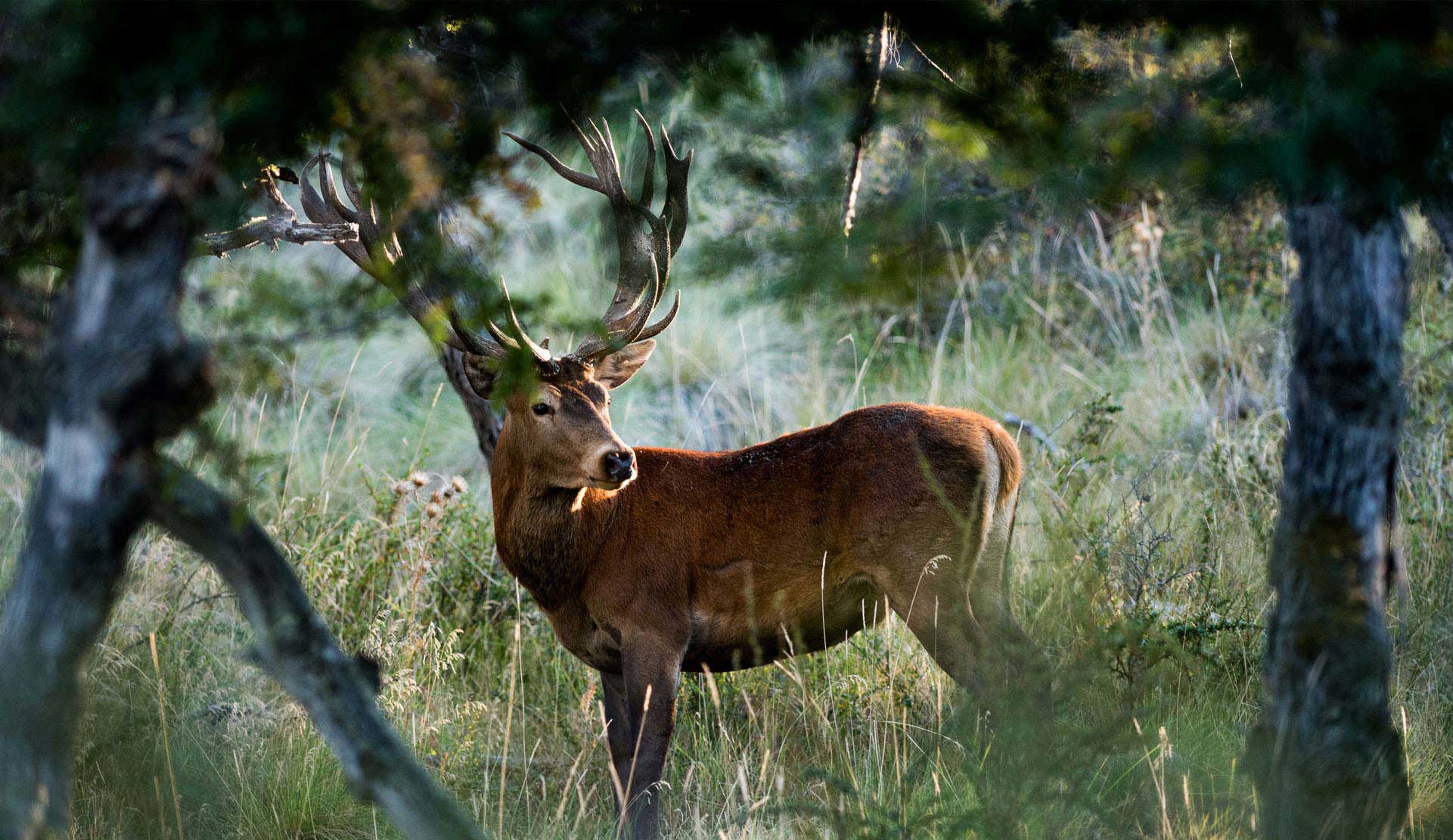 TEO | Parque Diana - Patagonia Argentina