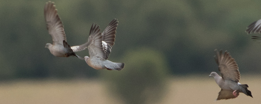 Doves flying